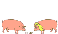 gif amour cochons