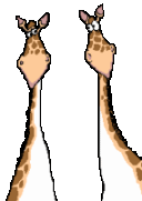 Gif animé amour girafes