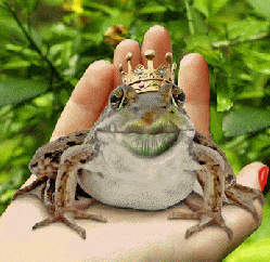 Gif animé prince charmant