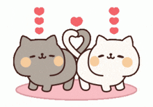 Gif animé amour chats