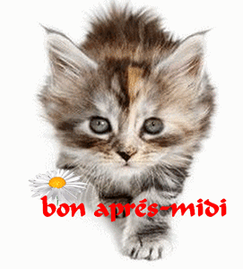 Gif animé bon après-midi chat