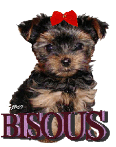 gif bisou petit chien