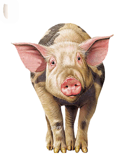 un bisou cochon