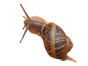 bisous baveux escargot