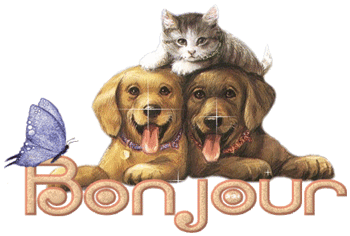 Gifs animés bonjour chats et chiens