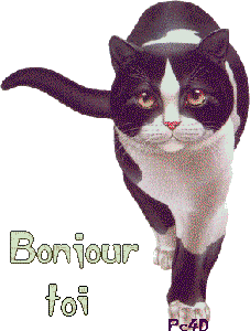 Gif animé bonjour chat