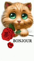 Gif animé bonjour chat