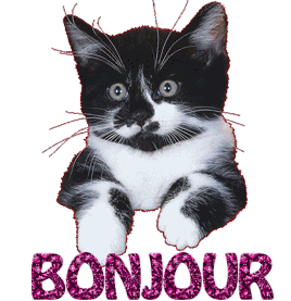 Gif animé bonjour chat