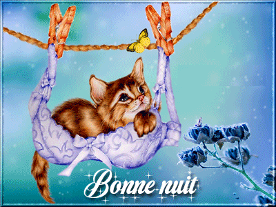 bonne nuit chat