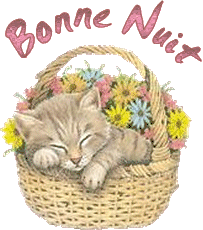 bonne nuit chaton