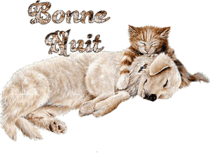 bonne nuit chien et chat