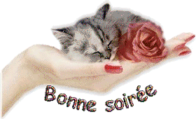 Gif animé bonne soirée chat