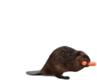 Gif animé animal castor