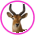 Gifs Antilopes